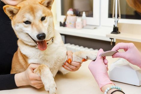 Un veterinario taglia le unghie di un cane