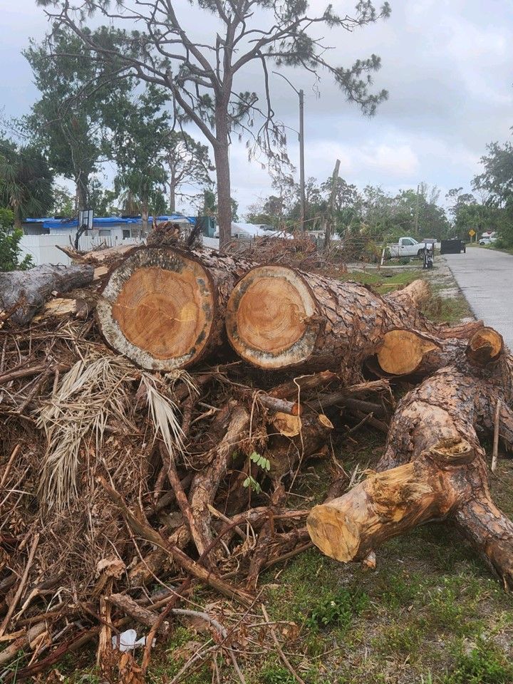 Pile Of Fallen Tree Branches — Brick, NJ — Bluefinn Roll-Off Dumpster Rental