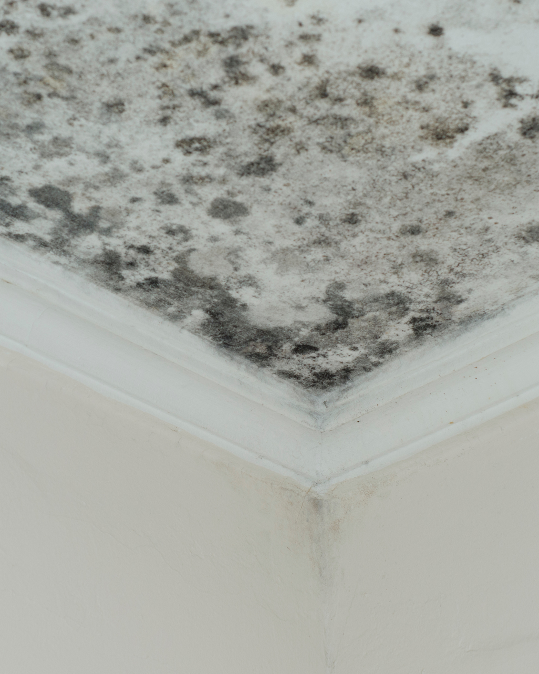 Ceiling corner with visible black mold caused by moisture issues.
