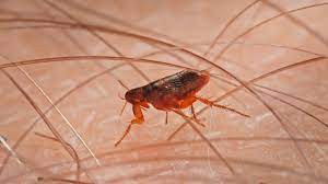 Flea Infestation and Treatment Service Bugs Extermination