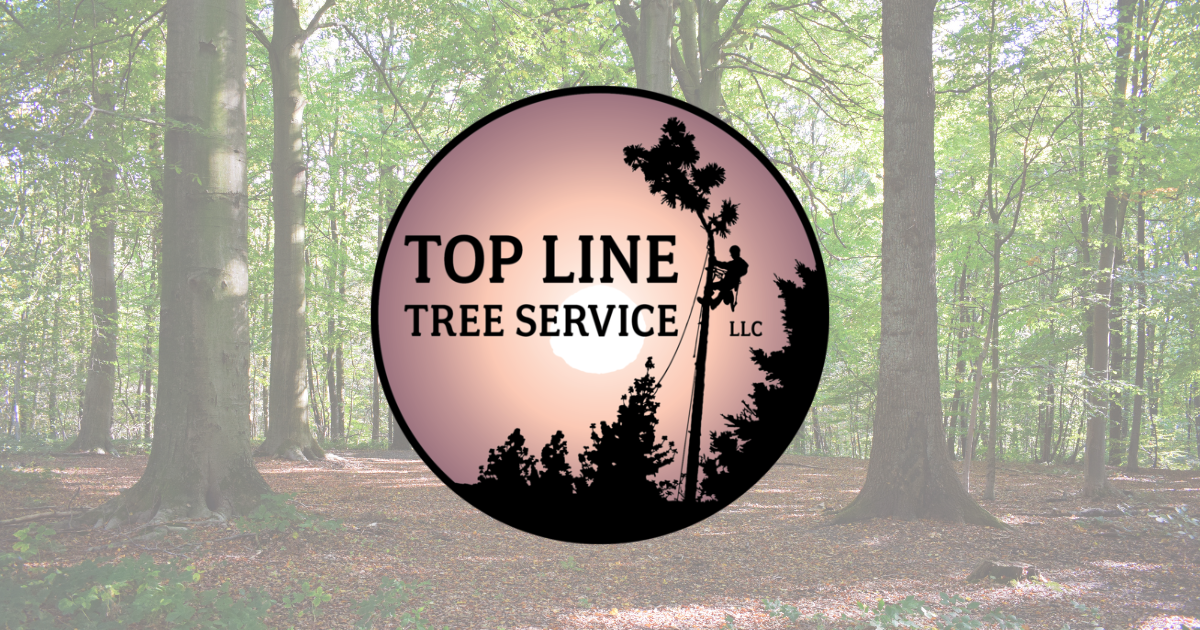 CABLING & BRACING Top Line Tree Service LLC Fort Mill, SC