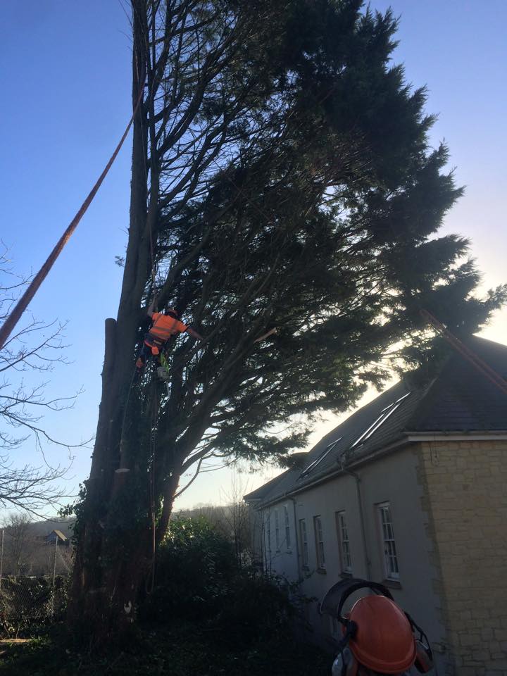 Harris Tree Care Ltd 1