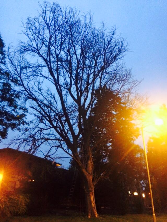 Harris Tree Care Ltd 5