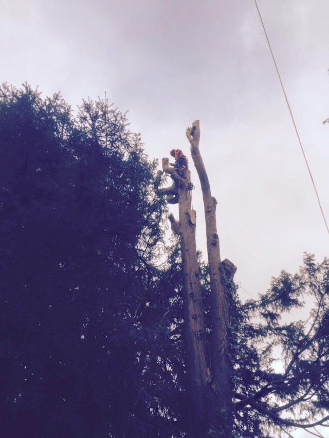 Harris Tree Care Ltd 2