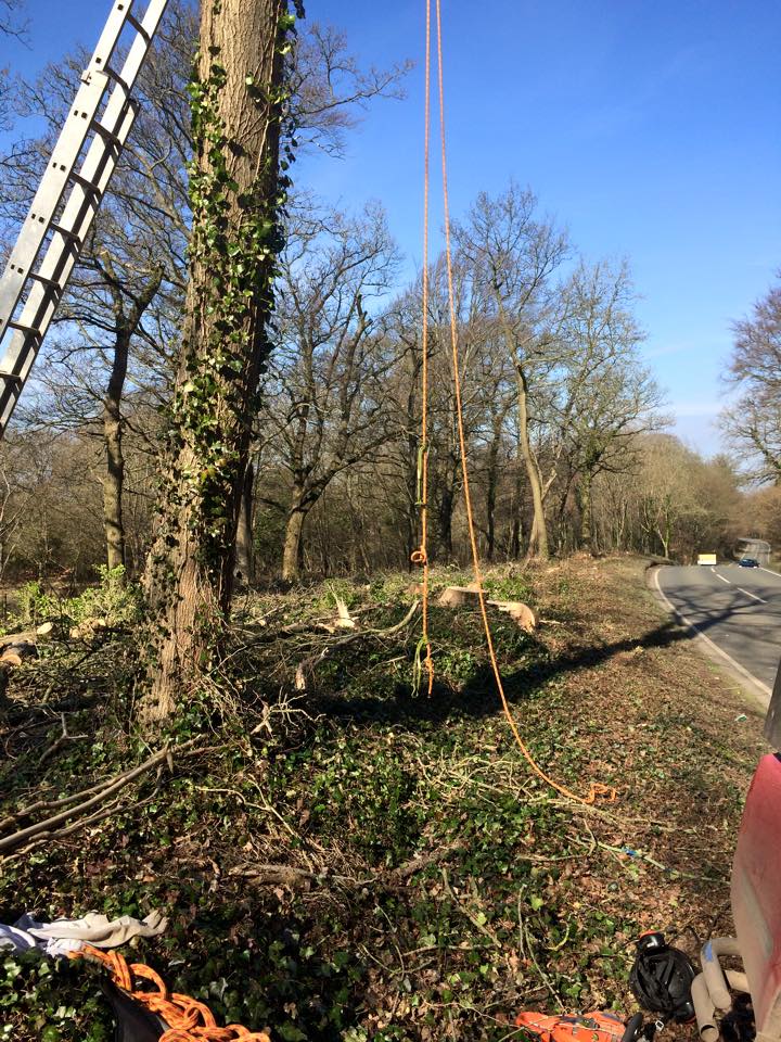 Harris Tree Care Ltd 16