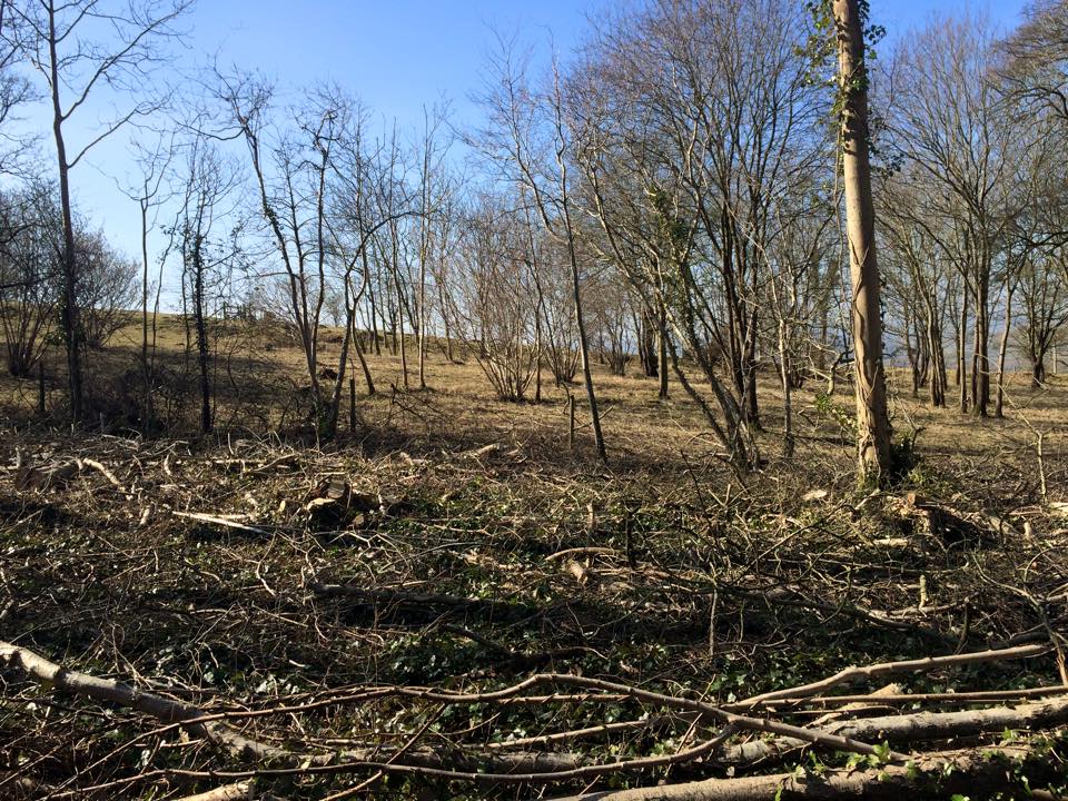 Harris Tree Care Ltd 12