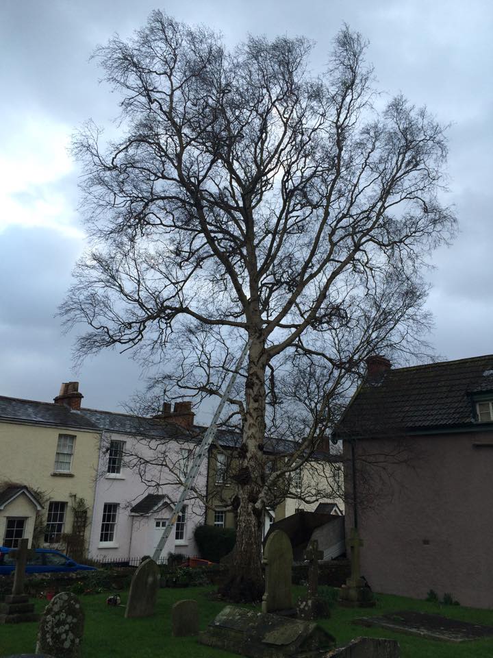 Harris Tree Care Ltd 14
