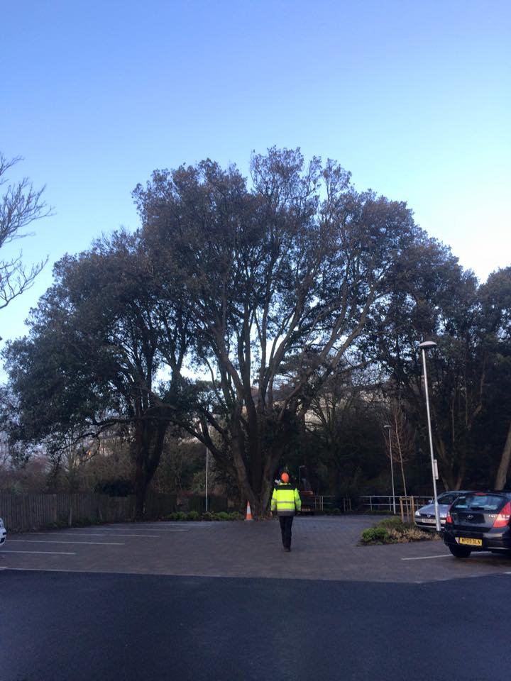 Harris Tree Care Ltd 13