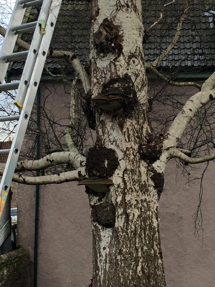 Harris Tree Care Ltd 15