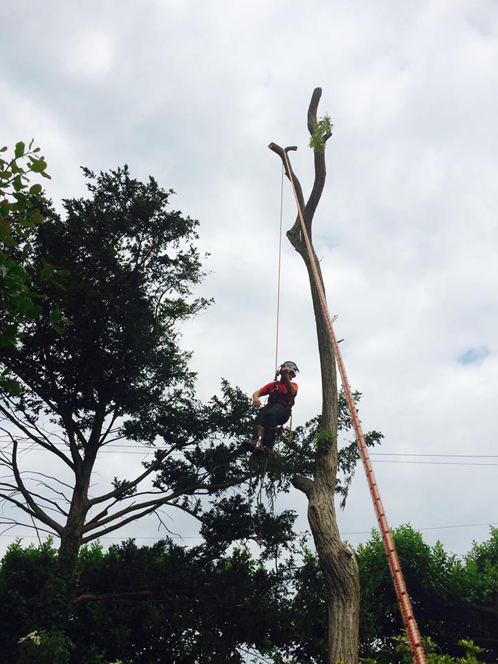 Harris Tree Care Ltd 8