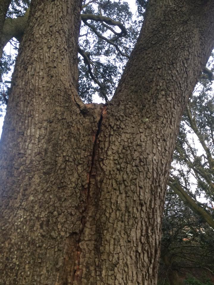 Harris Tree Care Ltd 11