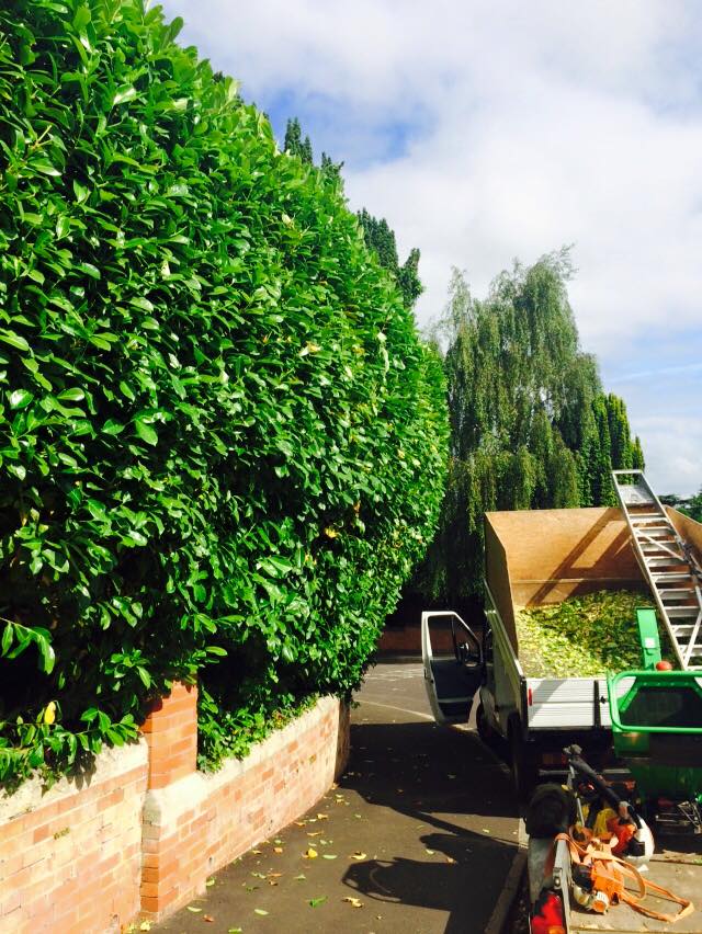 Harris Tree Care Ltd 10