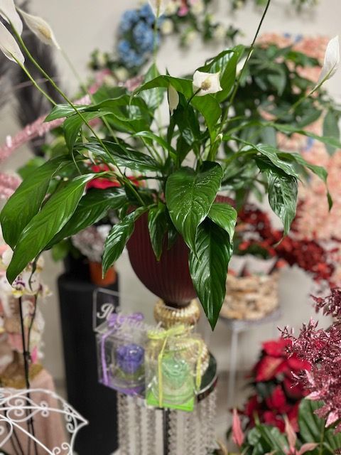 pianta da appartamento