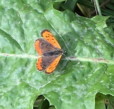 Fjäril i trädgården