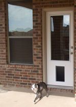 Dog running toward a white door with a pet door, next to a window on a brick building.