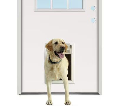 Yellow lab dog emerging from a dog door in a white door.