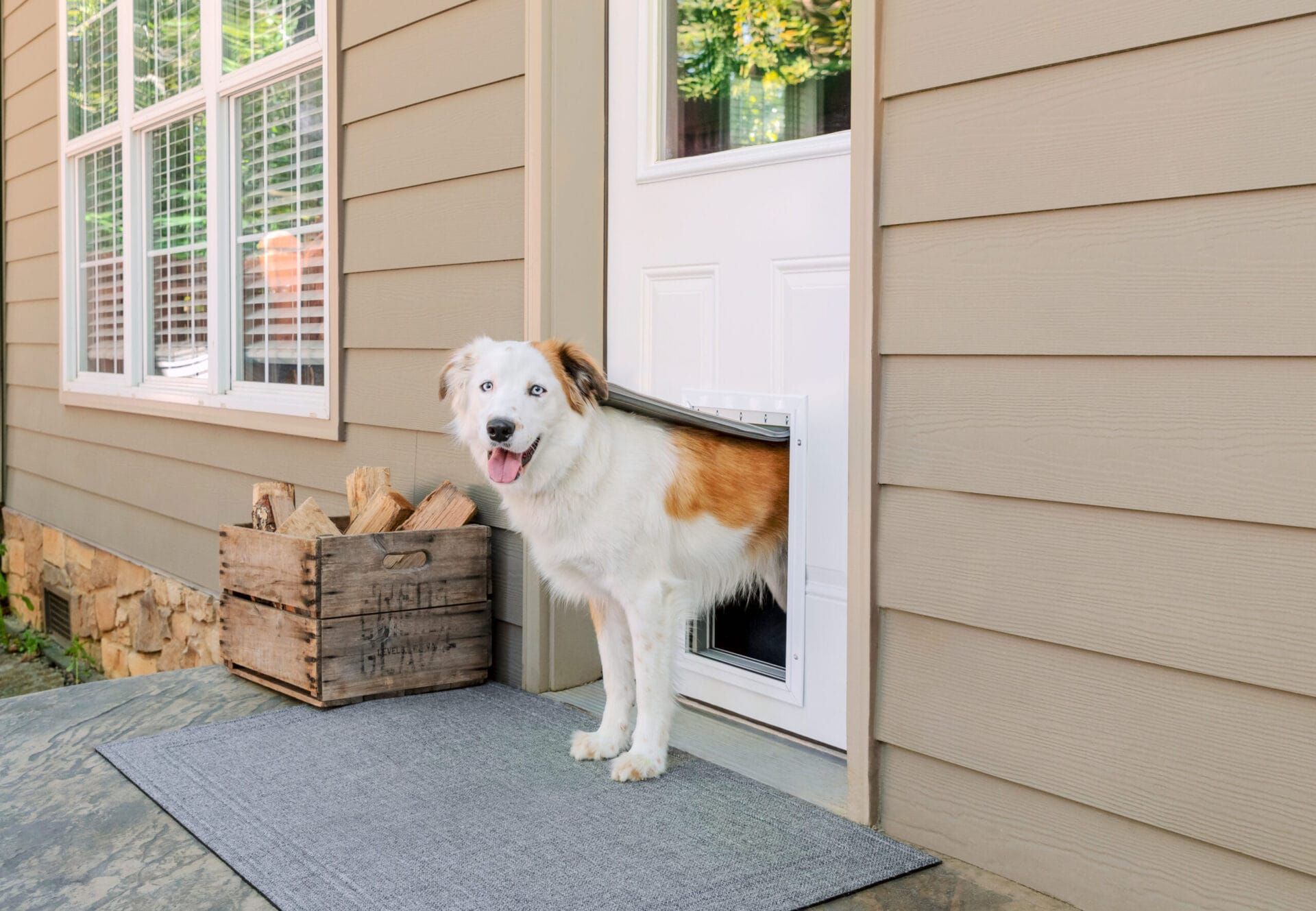 Dog with head and chest through a dog door in a white door, on a porch.