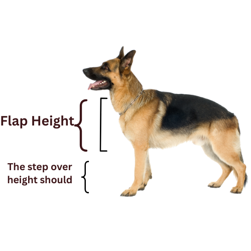 German Shepherd dog with annotations for flap height and step-over height.