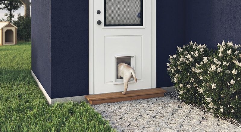White dog exiting through a pet door in a white door of a navy blue house.