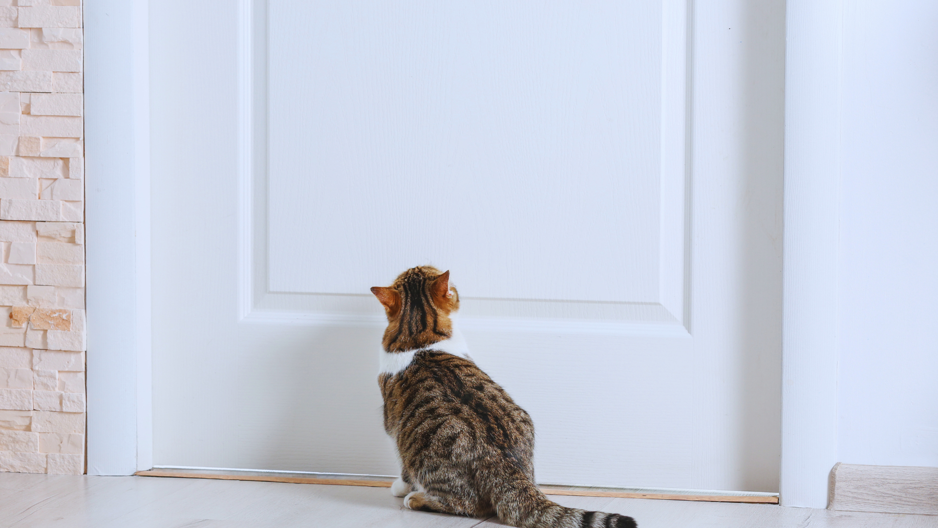 Cat looking intently at a closed white door.