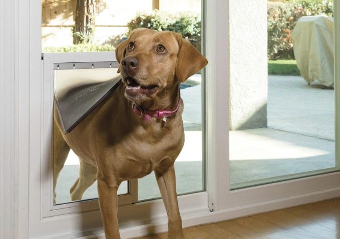 Dog going through a dog door in a sliding glass door. Brown dog, pink collar. Outdoors setting.