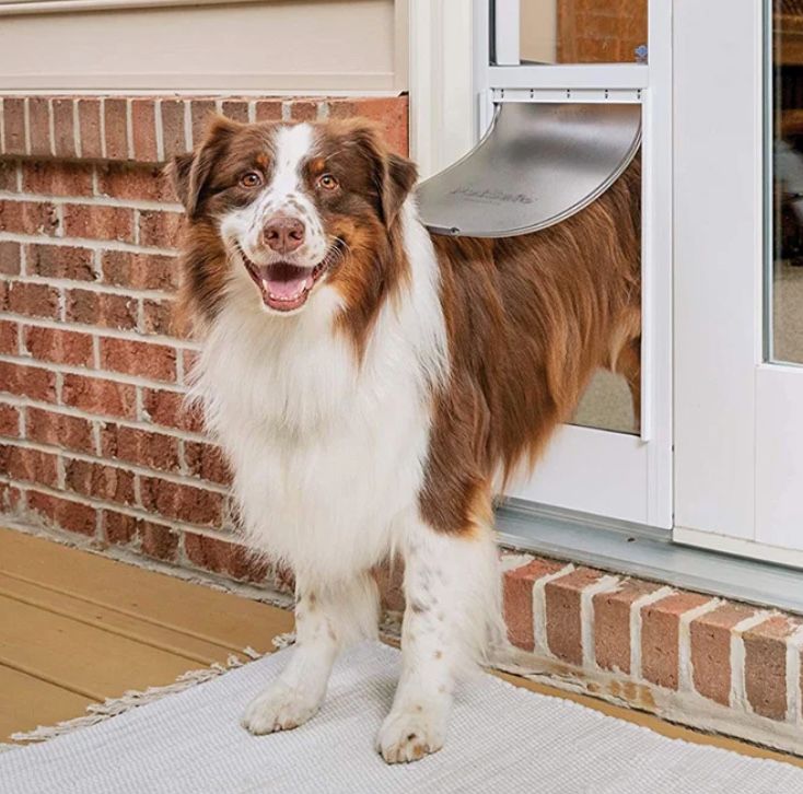 Brown and white dog in a doorway with a pet door. Dog is smiling. Brick exterior.