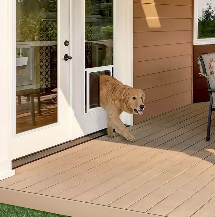 Golden retriever exiting a dog door on a deck, wooden siding background.
