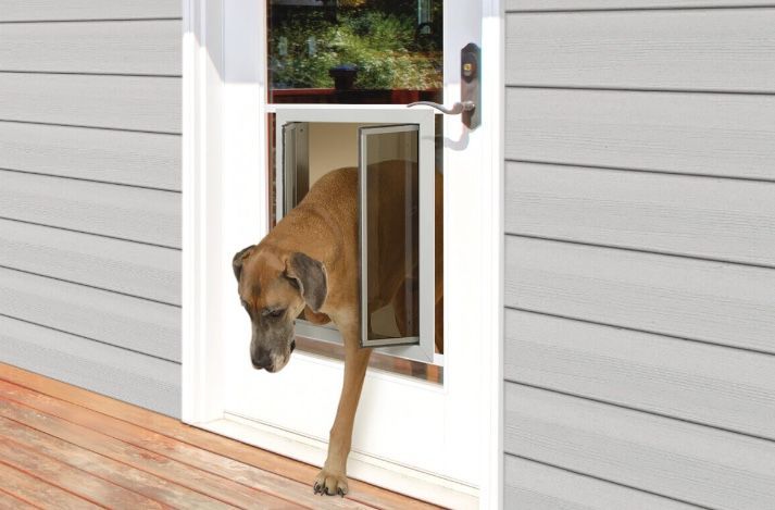 Dog exiting a dog door built into a white door on a house with gray siding.