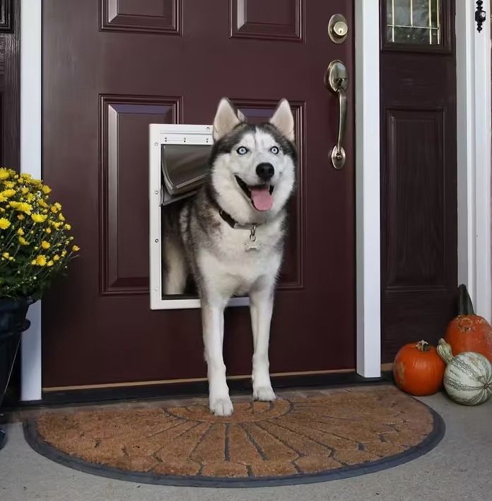 Husky dog in a maroon door with doggy door, standing on a mat, with pumpkins and mums.