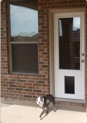 Boston terrier dog runs towards camera near door with dog door. Brick wall and window in background.