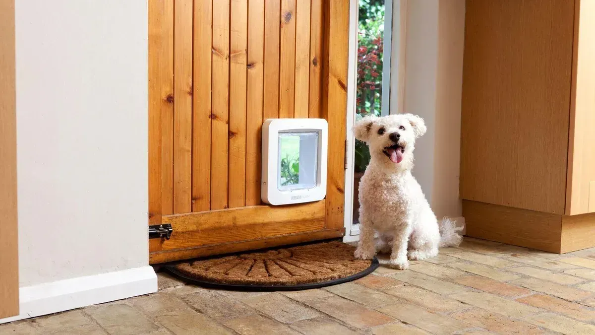 White dog sitting by a pet door in a wooden door, looking excitedly.