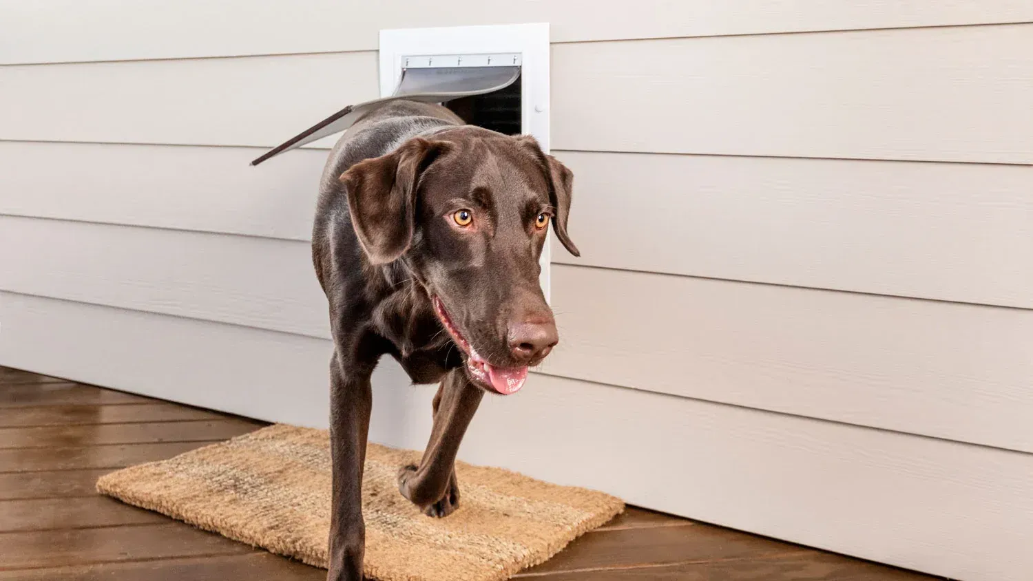 Brown dog emerging from a dog door on a white house exterior, onto a brown mat.