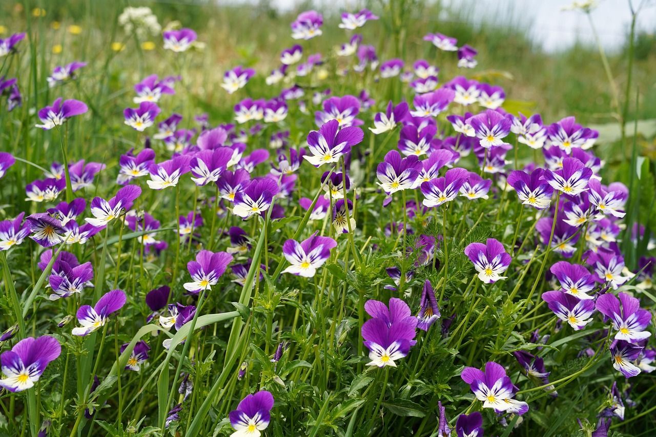 blühende Hornveilchen