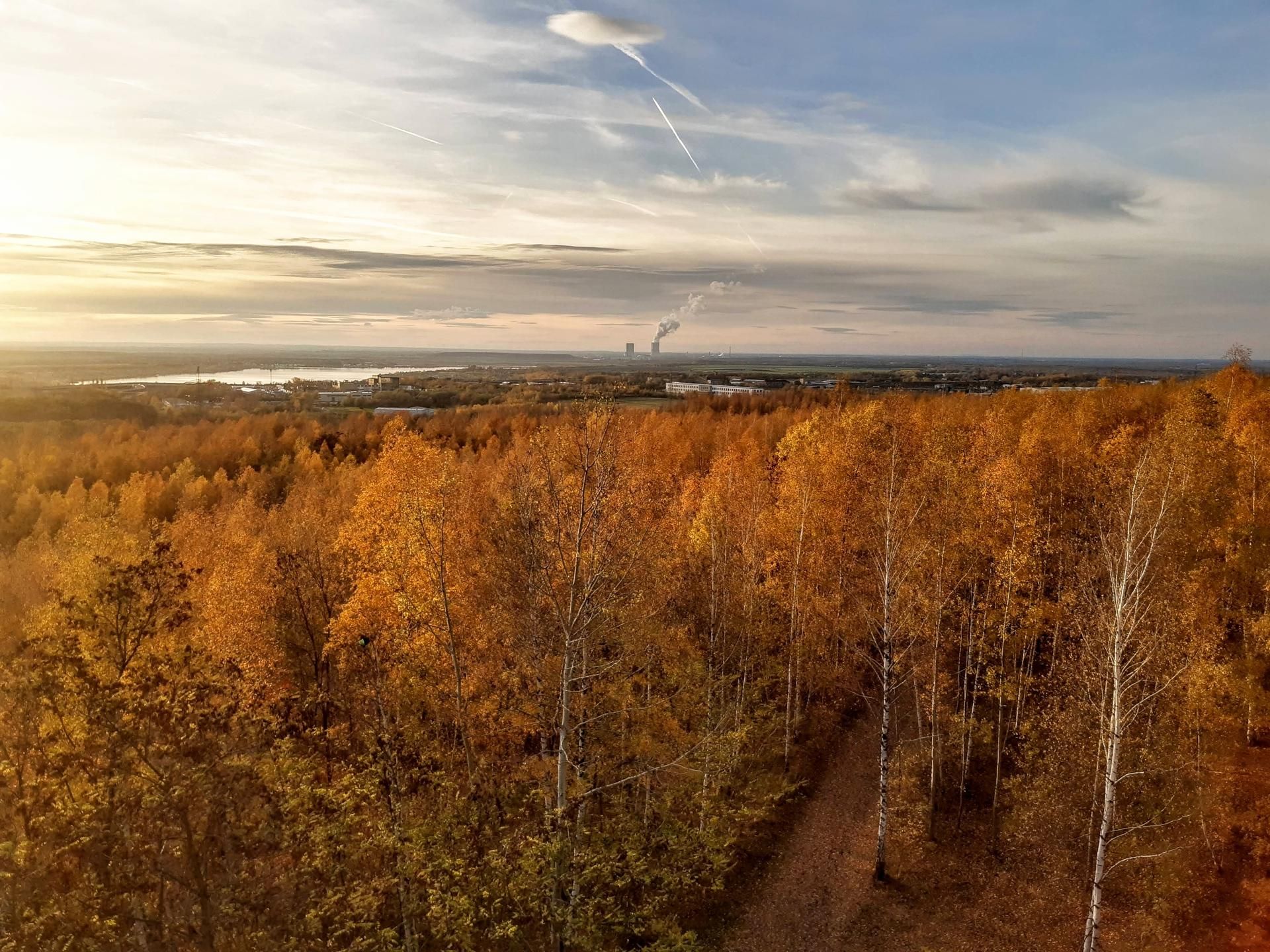 Blick in die Landschaft mit Wald in goldbrauen Herbstfarben