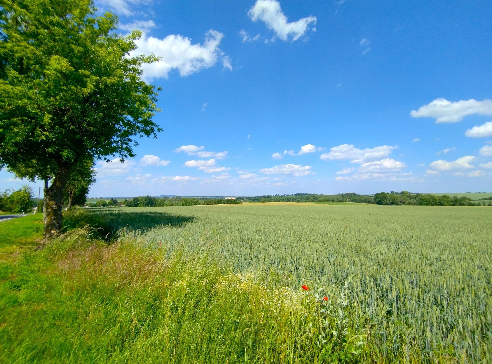 Getreidefeld im Frühsommer mit leicht bewölktem Himmel