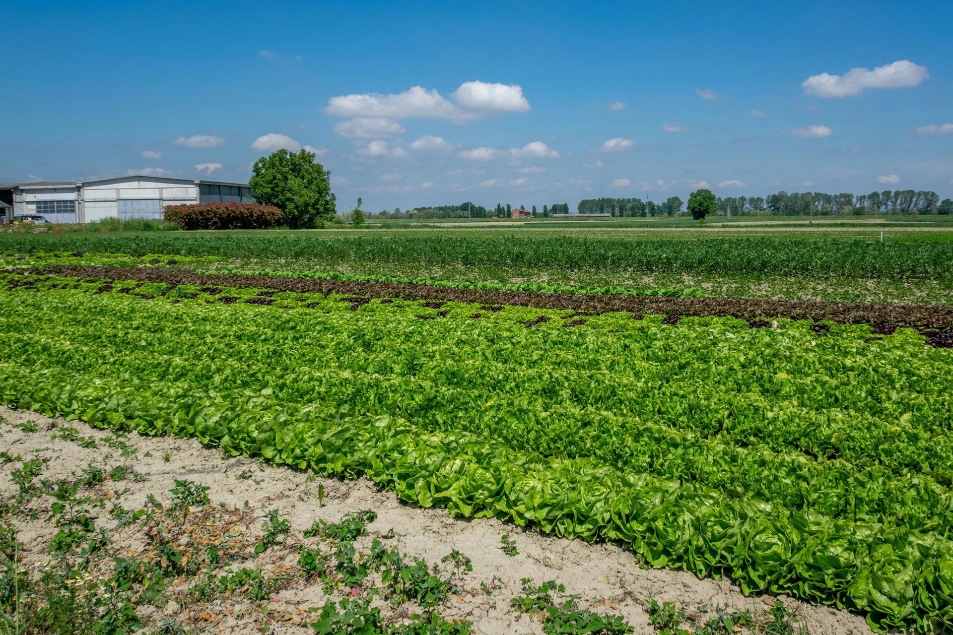 Feld mit Pflanzen im Wachstum
