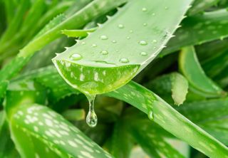 Aloe vera leaf dripping with clear gel.