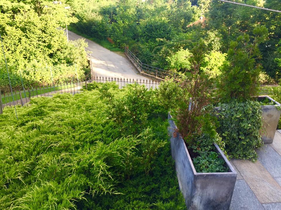 Terreno verde e arbusti con un sentiero che sale in salita.