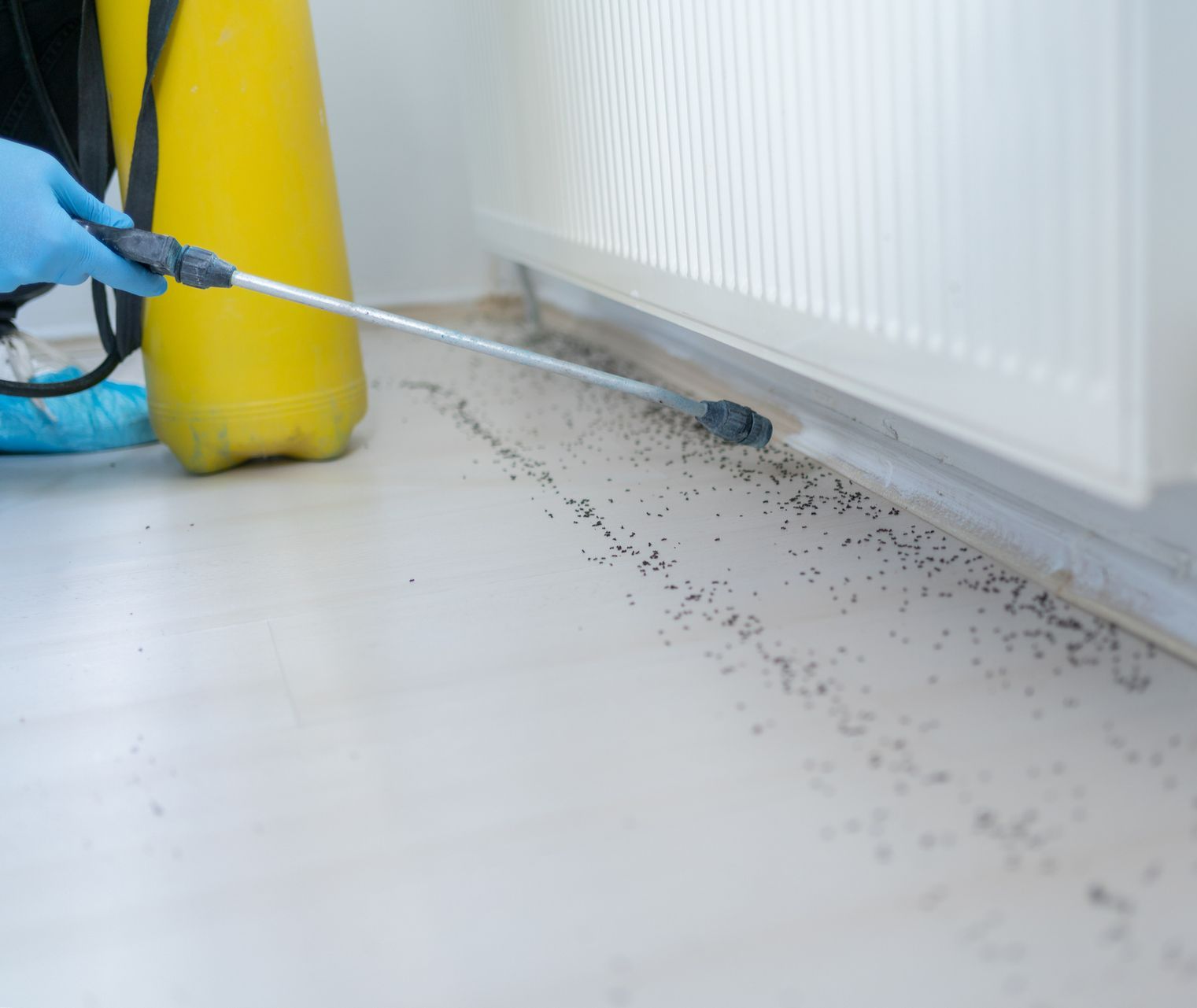 A person is spraying a room with a sprayer.