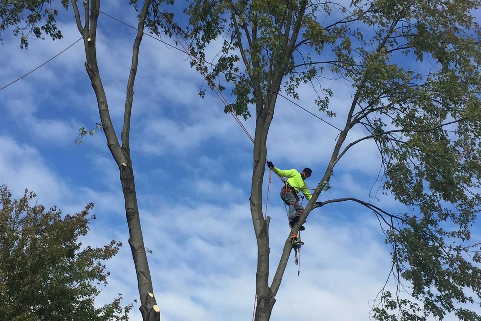 A man is climbing a tree with a chainsaw.