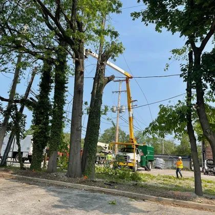 A large tree is being cut down by a crane.