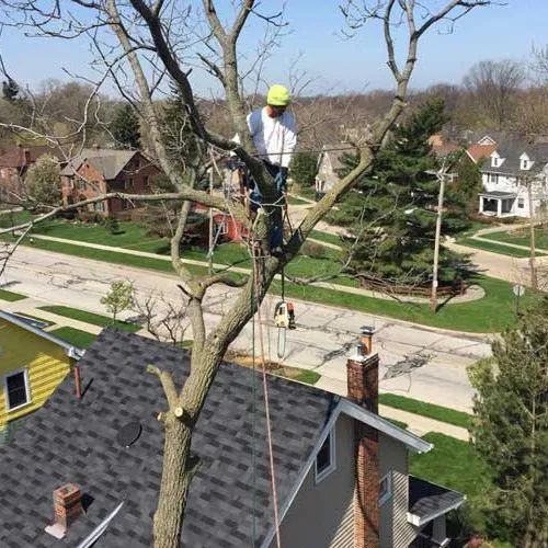 A man is climbing a tree in front of a house.