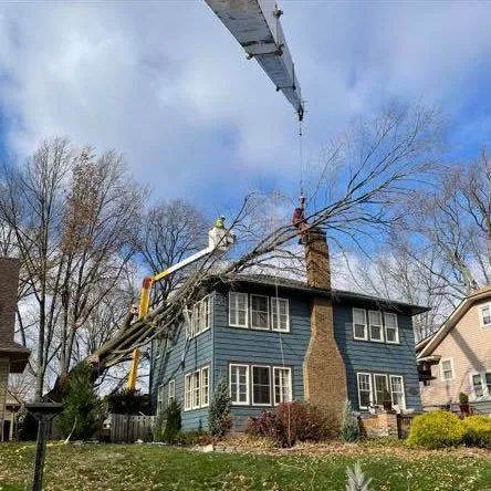 A crane is cutting a tree in front of a house.