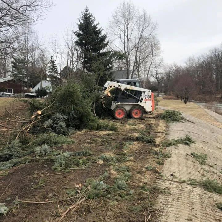 A bobcat is cutting down a christmas tree in a yard.