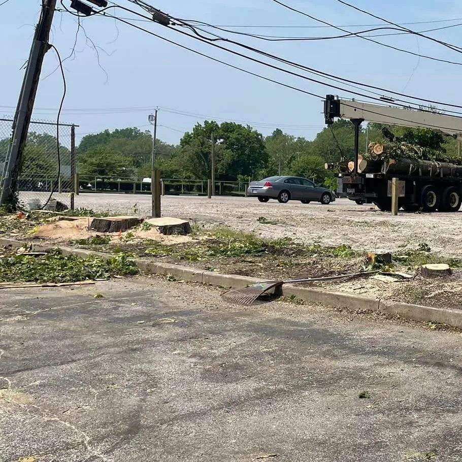 A crane is cutting down a tree in a parking lot.