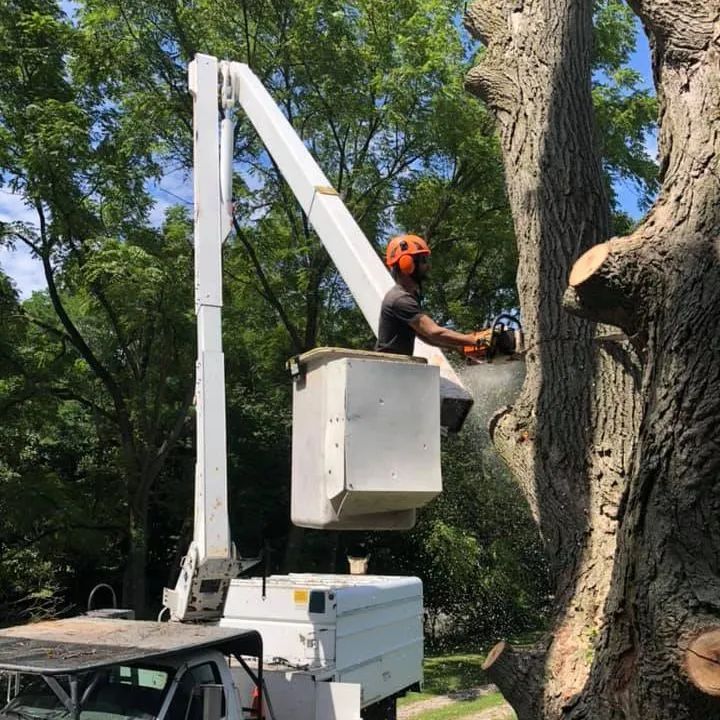 A man is cutting a tree with a chainsaw from a crane.