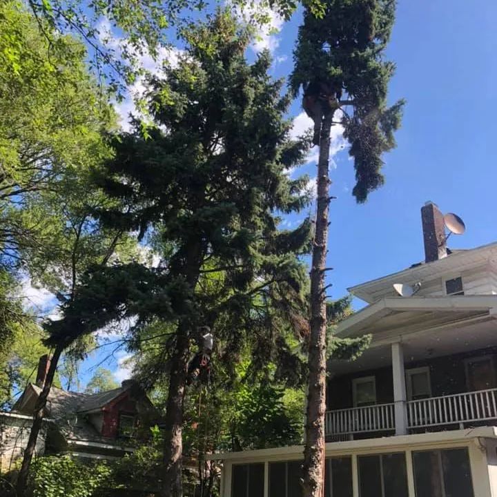 A large pine tree is being cut down in front of a house.