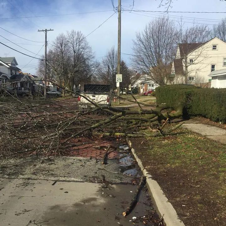 A tree that has fallen on the side of the road