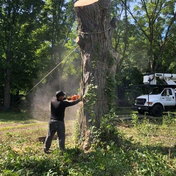 A man is cutting down a tree with a chainsaw.