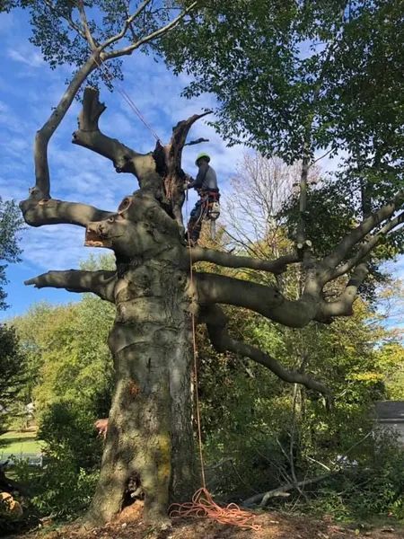A man is climbing a tree in the woods.